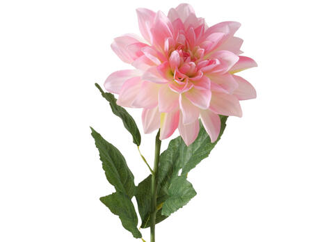 Stielblume Dahlie
