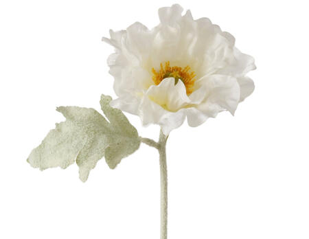Klatschmohn