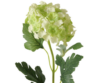 Hortensie