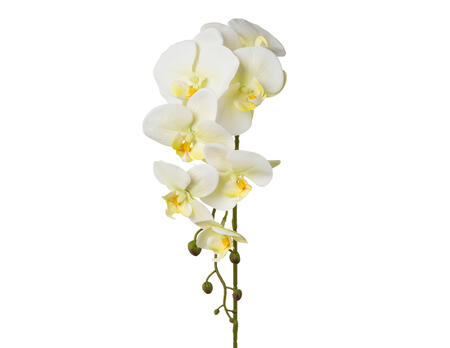 Dekozweig Phalaenopsis
