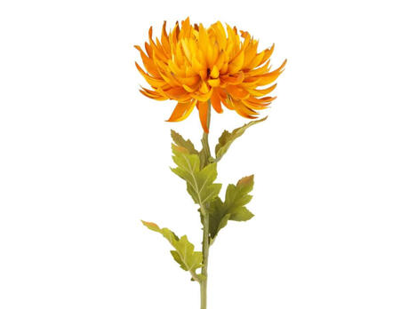 Blume Dahlie