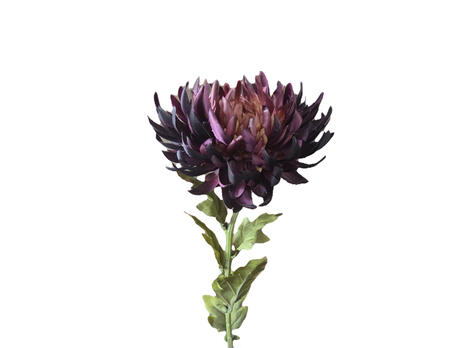 Blume Dahlie