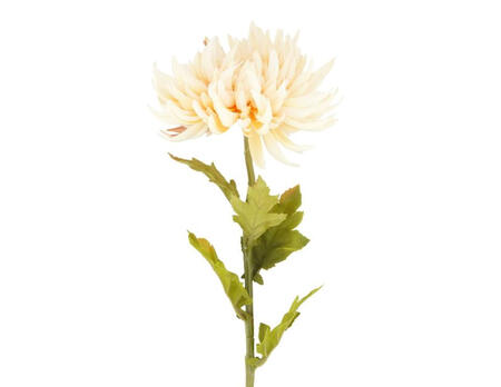 Blume Dahlie