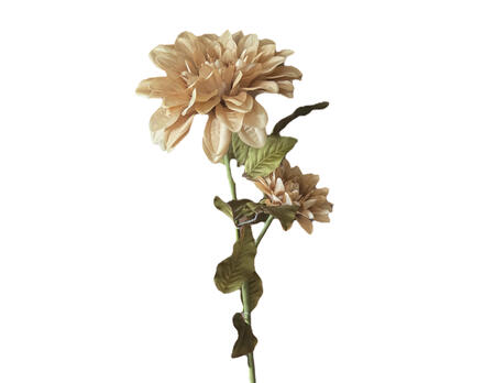 Blume Dahlie