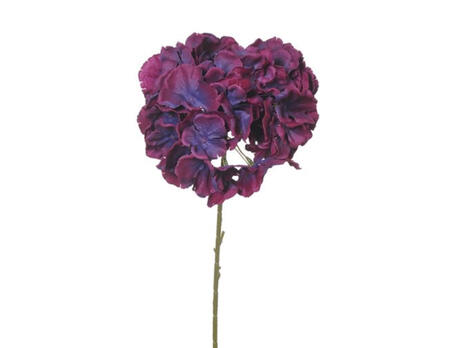 Hortensie