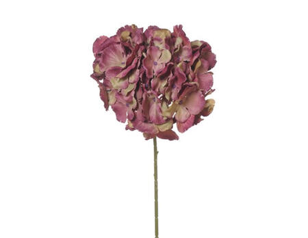 Hortensie