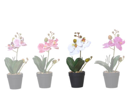 Orchidee