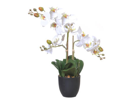 Orchidee