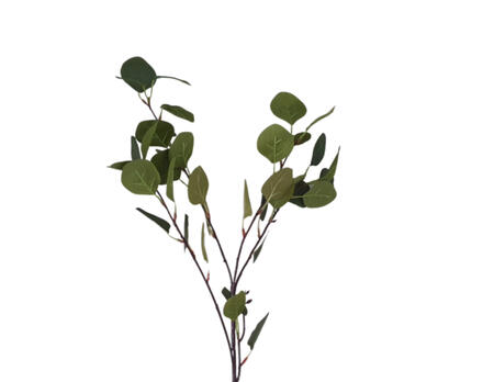 Eukalyptus