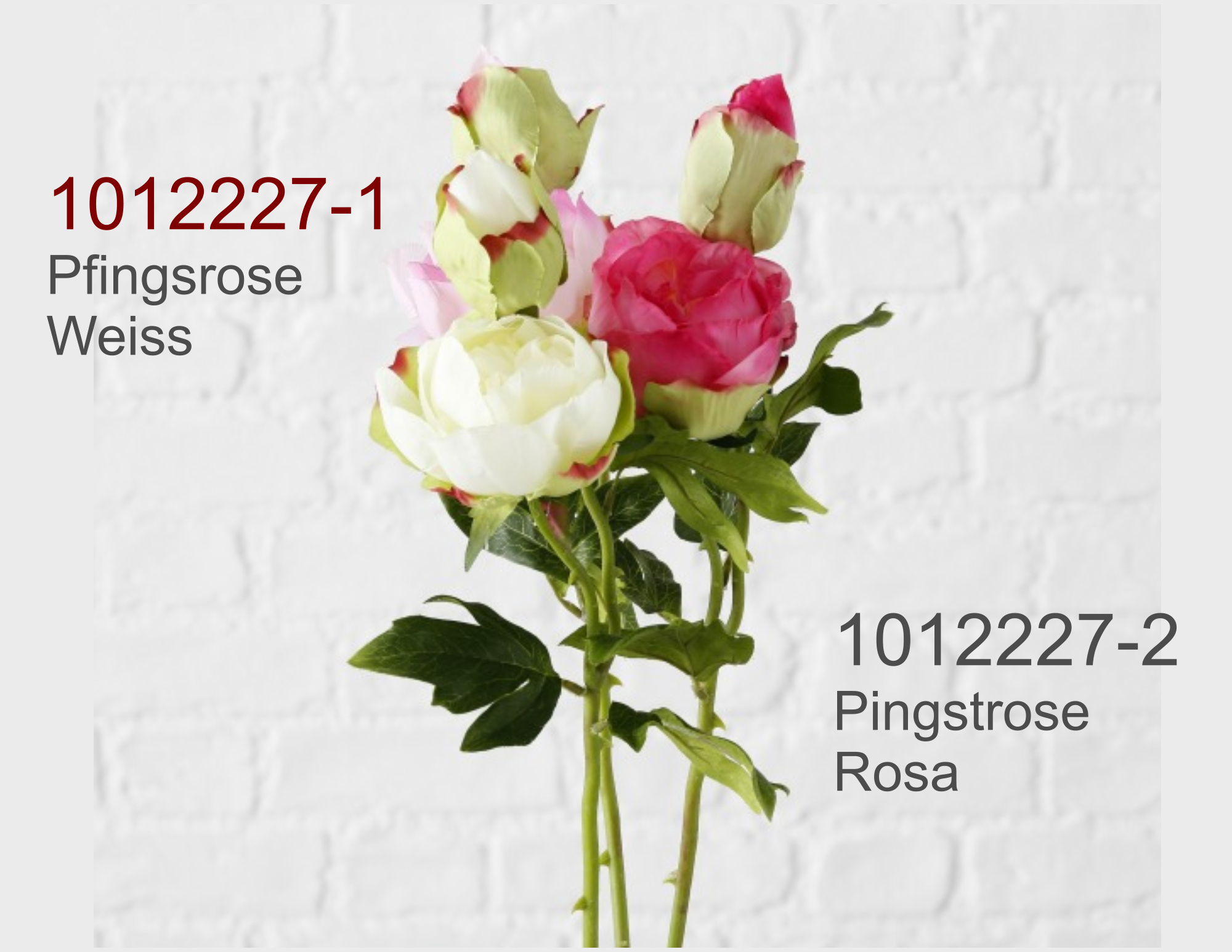 Pfingstrose Online Gunstig Kaufen Online Gunstig Kaufen Disco