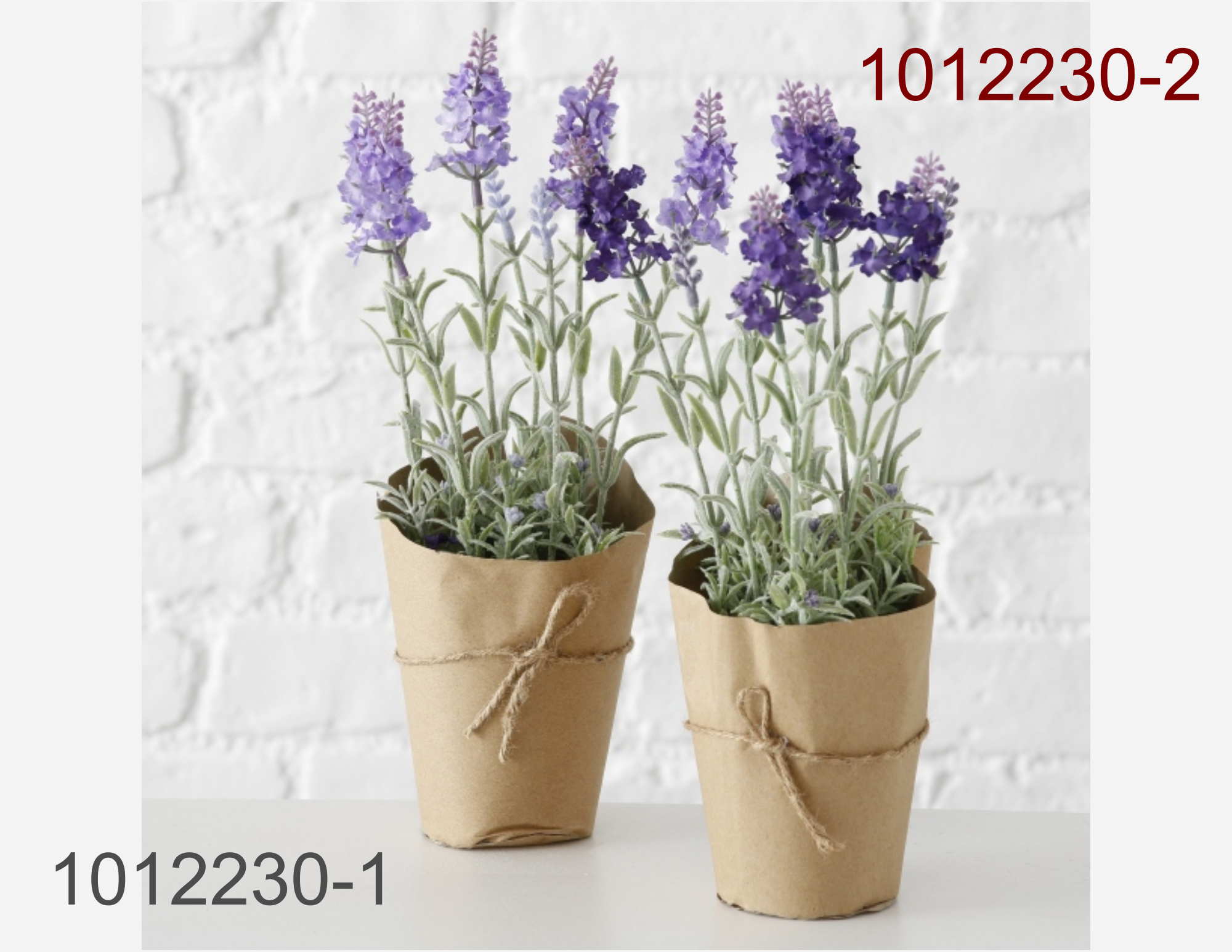 Lavendel Im Topf Online Gunstig Kaufen Online Gunstig